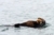 File ramoorientaleglacierbay14