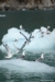 File ramoorientaleglacierbay18