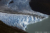 File losglaciares45
