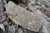 File gneiss “occhiadino"
