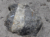 File intrusione granitica