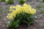 File 038 dsc 4285