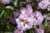 File 040 dsc 4292