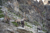 File 19 dsc1039 stambecchi viciono la capanna marinelli in val malenco © 2019 fabiano ventura